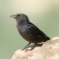 Tristram's Starling
